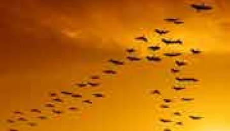 مرغان ولې په نوبت مشري کوي؟