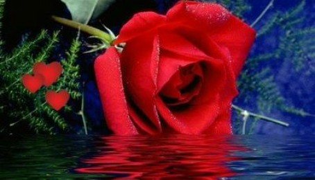 د سپین کاروان د یو ریښتنوني اتل قاري محمد داود خالد ژوند ته کتنه